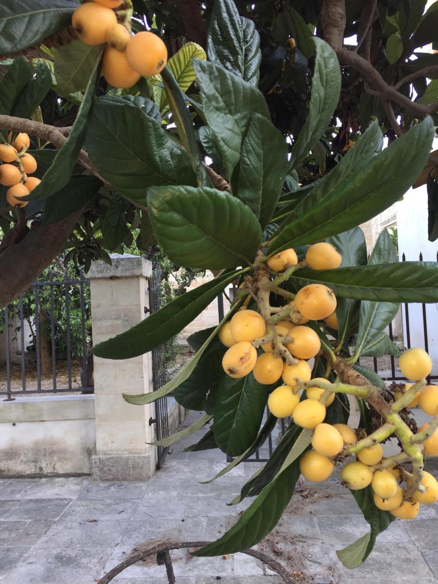 Bed and Breakfast Palazzo De Carlo E Il Parco Dei 7 Pozzi Lecce Exteriér fotografie